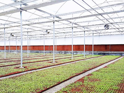 玻璃温室有哪些类型,哪种更适合种植蔬菜?